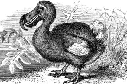 Cientistas Tentam “Ressuscitar” o Dodô Usando DNA Antigo Cientistas Tentam “Ressuscitar” o Dodô Usando DNA Antigo