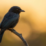 “A Era da Pós-Verdade Animal”: Estudo Revela Como Bichos Usam “Fake News” para Sobreviver na Natureza