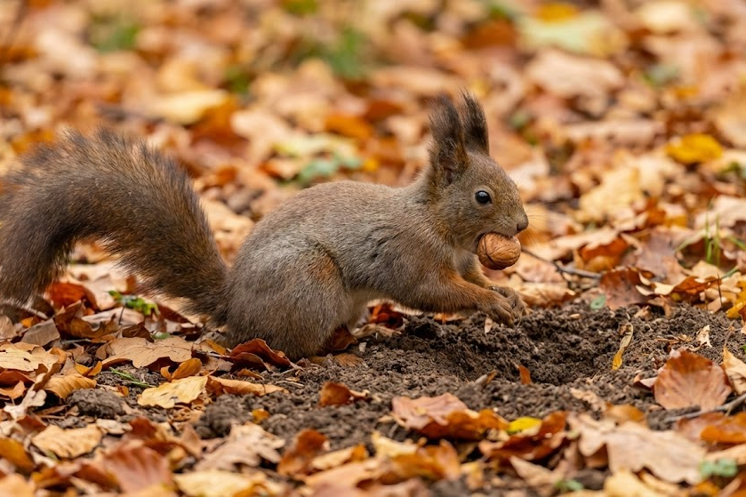 Esquilo marrom em uma floresta com folhas de outono, segurando uma noz na boca enquanto cava um buraco na terra, ilustrando o comportamento de esconder comida falso.